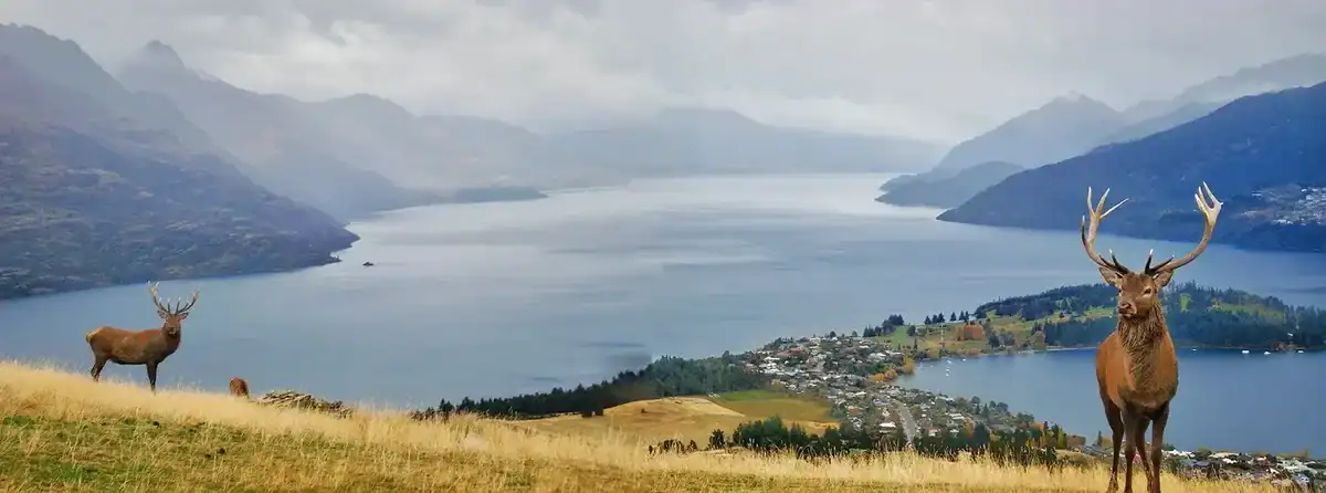 Majestic elk overlooking Judge & Jury Village with stunning lake and mountain scenery in New Zealand.